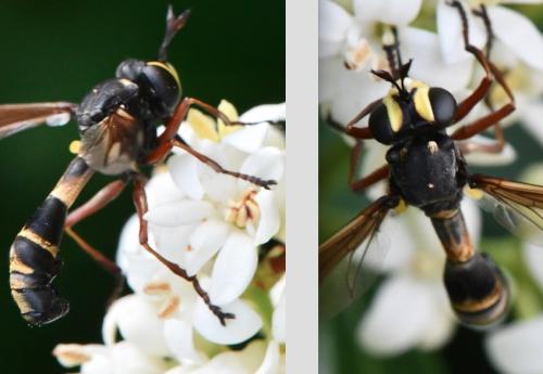 Réf. 324 329 : Physocephala rufipes